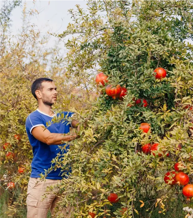 A man picks pomegranates off his farm
