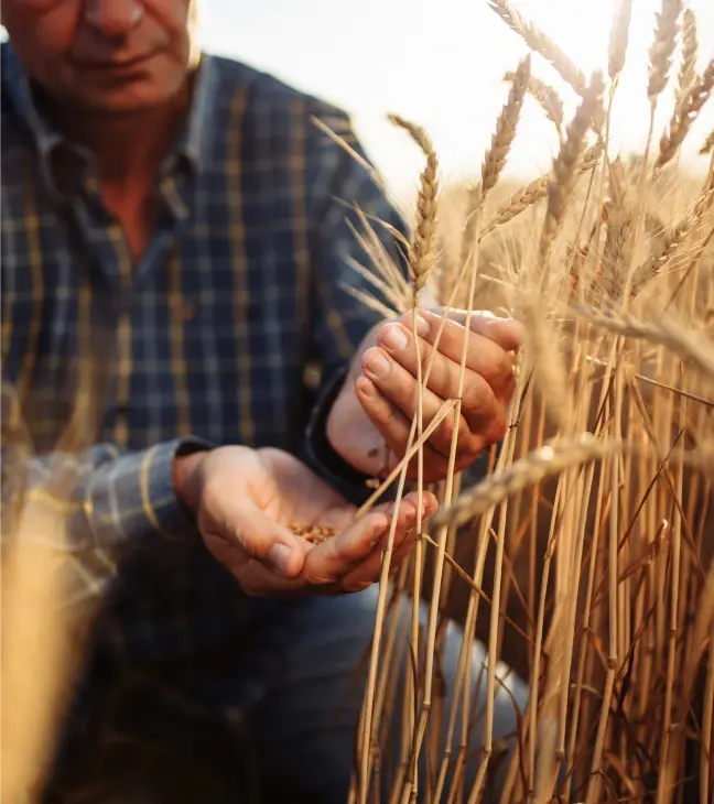 A farmer inspects his harvest of wheat
