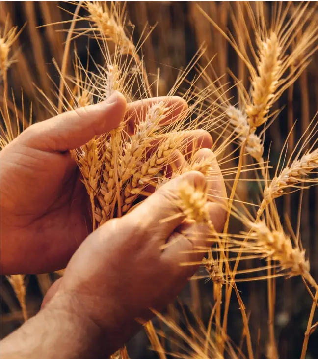 A farmer inspects his harvest of wheat