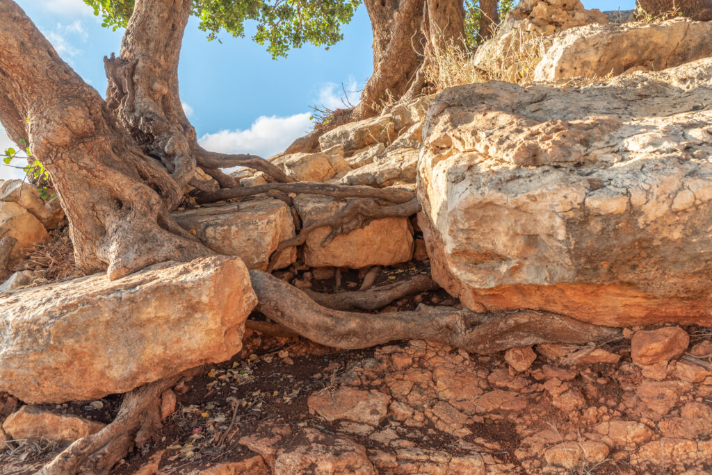 tree roots grow through a rock in northern Israel