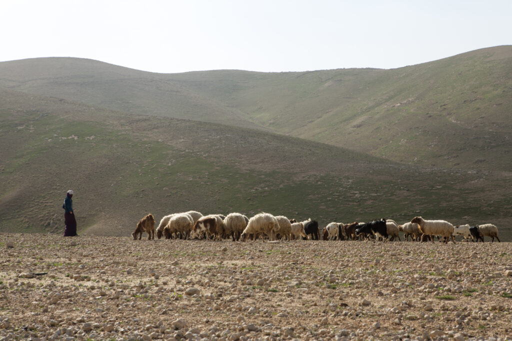 sheep in Israel
