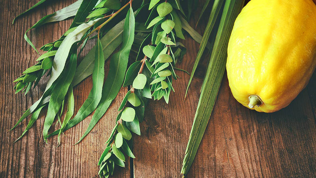 Lulav and Etrog: Sukkot celebrates the fall harvest, expressed by blessing ...