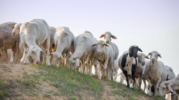 A herd of sheep on hill at sunset