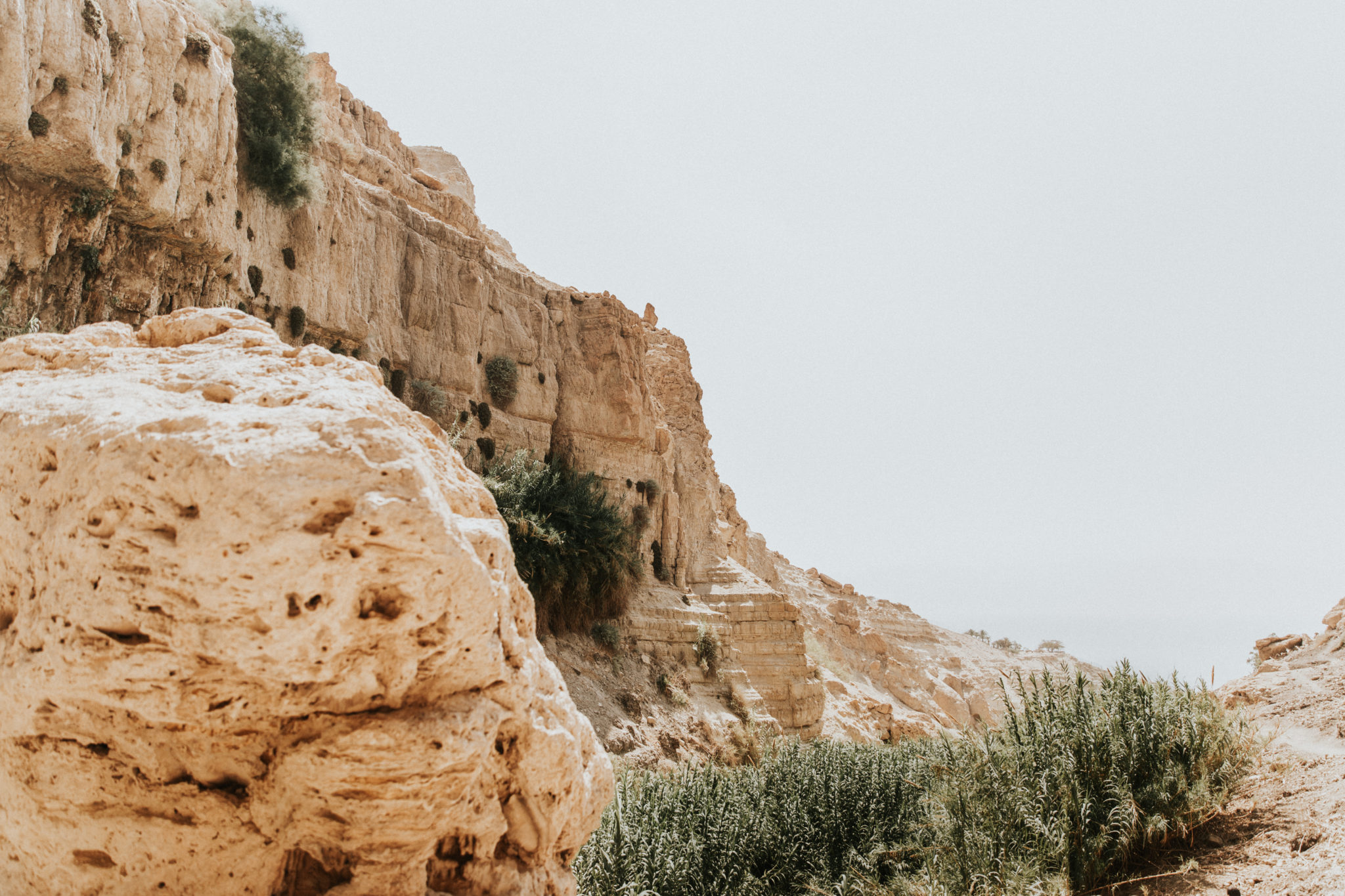 En Gedi in the Bible: A Place of Refuge — FIRM Israel