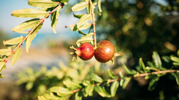 Pomegranate Fruits on Pomegranate Tree