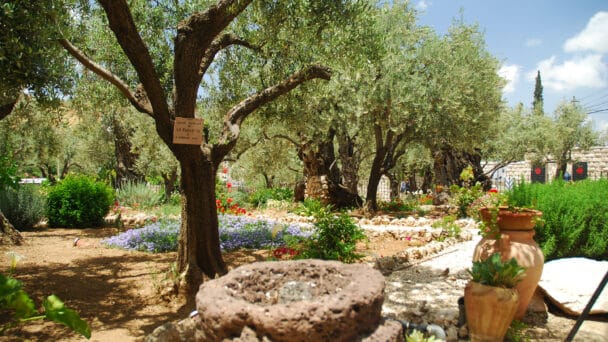 Garden of Gethsemane, Jerusalem