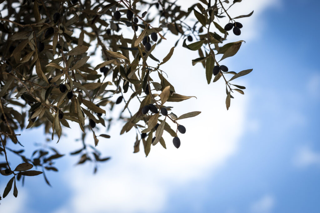 An Israeli olive tree, with olives on the tree.