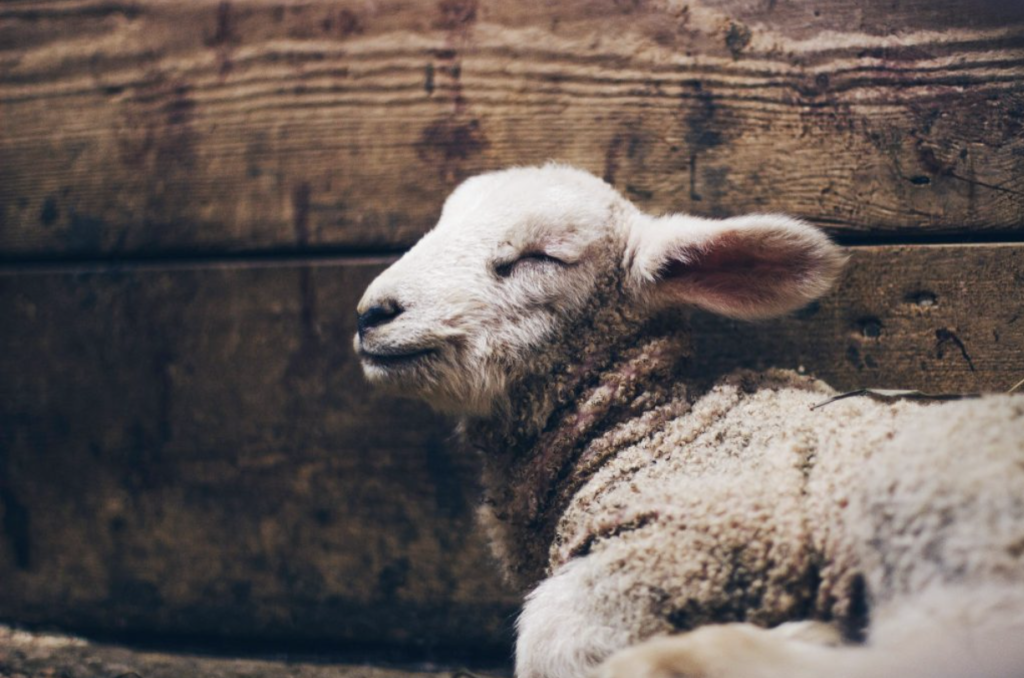 the passover lamb