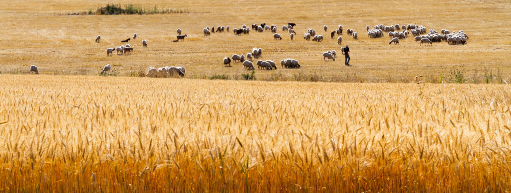 sheep in a field of wheat