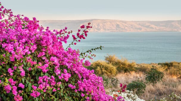 floral background of bougainvillea on the shore of a mountain