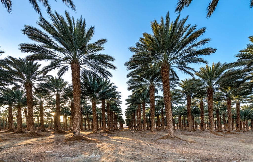 Plantation of date palms, Middle East