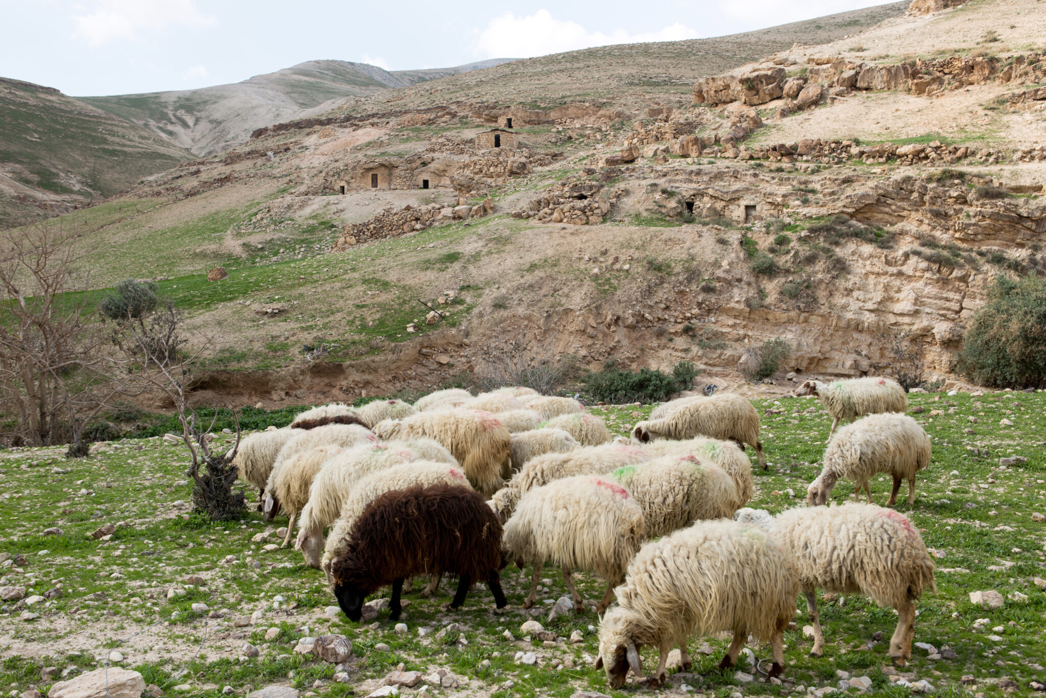 Sheep on pasture in Israely mountains in spring