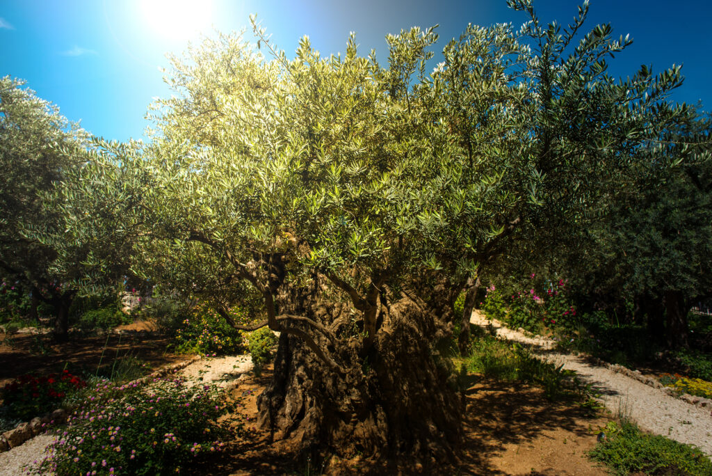 Olive Tree in Gethsemane 