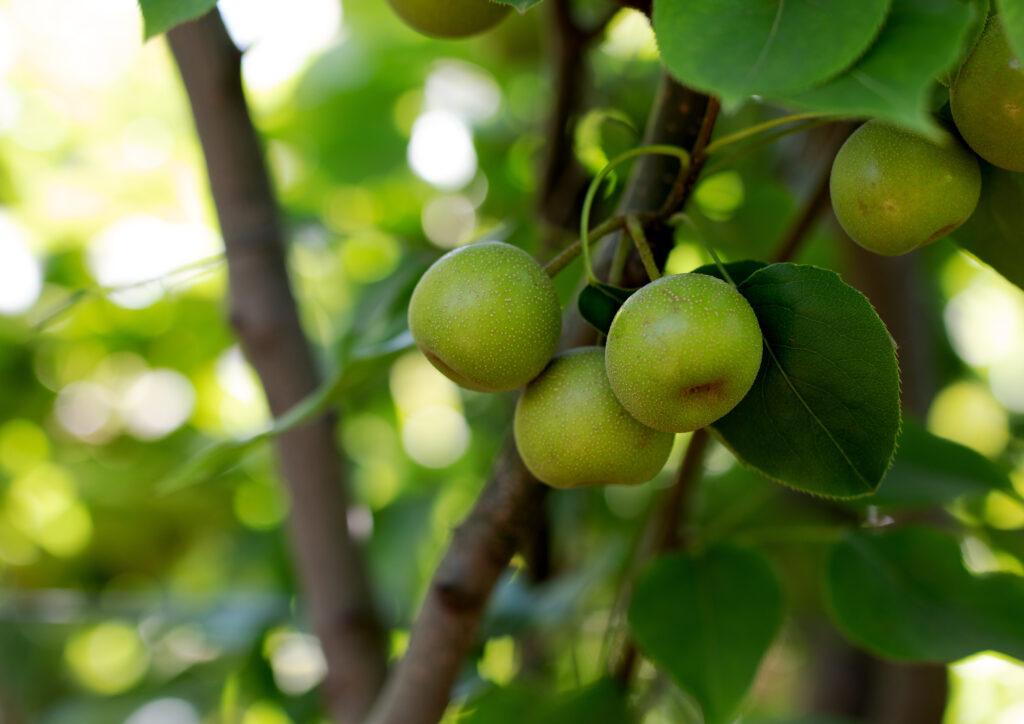 Green Apples in Ein Zivan