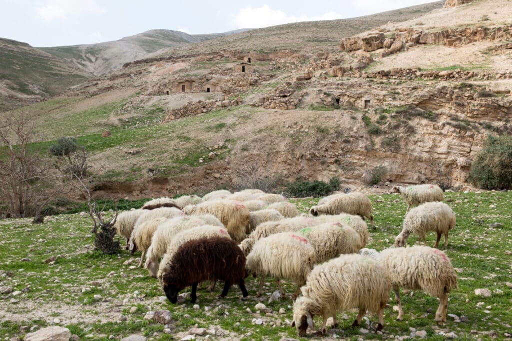 sheep were used for Israel's sacrifices
