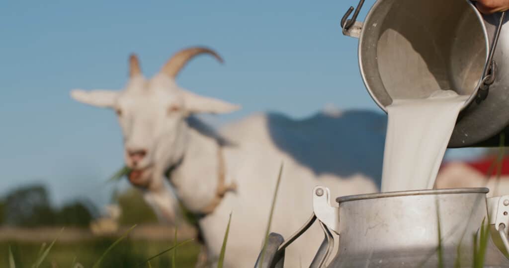 A goat in its mother's milk. What are the kosher rules for meat and dairy?