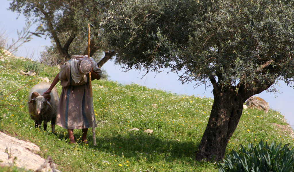Shepherd near Nazareth, Israel