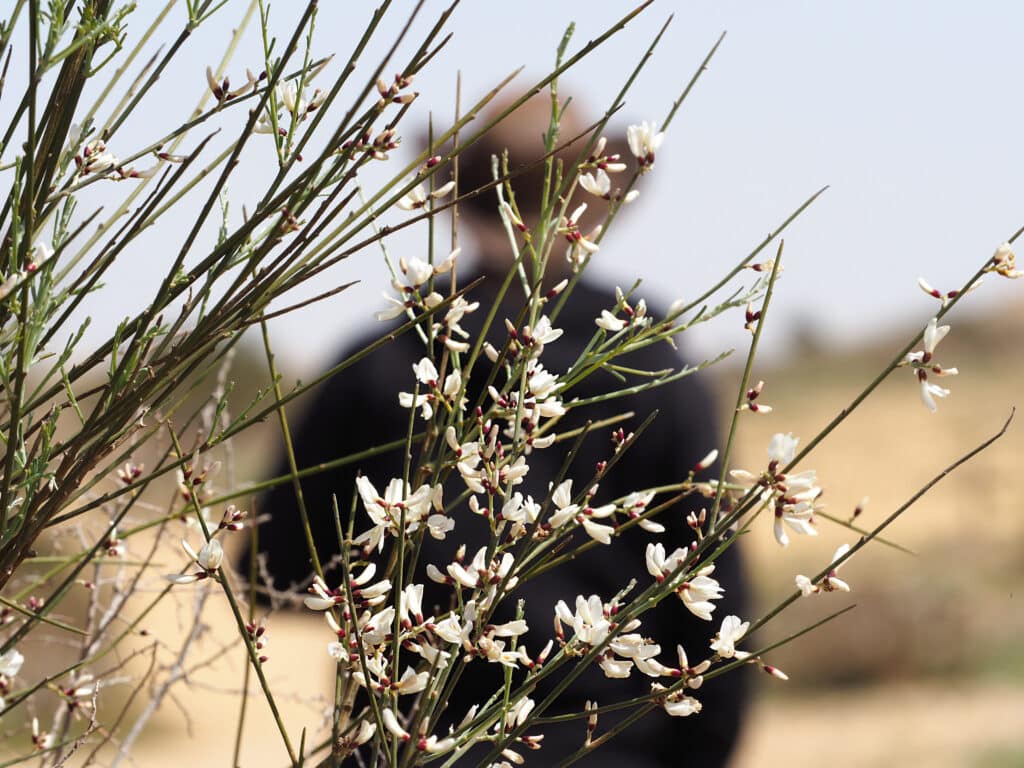 Flower in the Negev desert, Israel