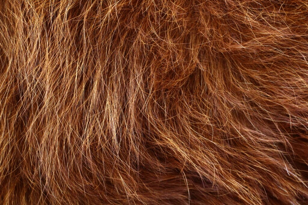 Red heifer fur