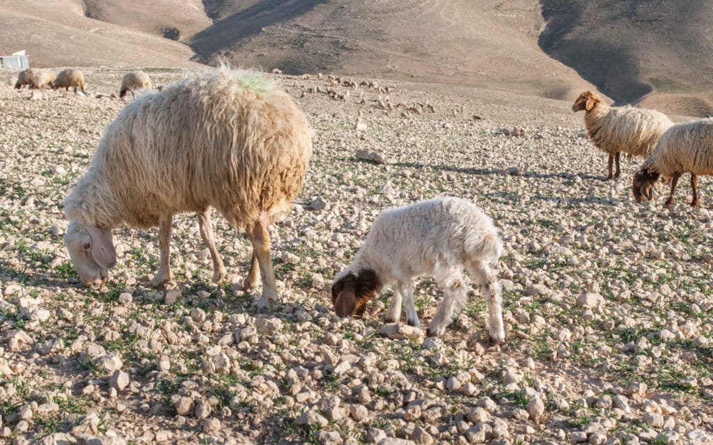 Sheep in the Judean Desert, Israel